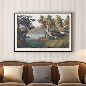 John James Audubon Yellow Shank Canvas/Poster Wall Art, Birds of America Print