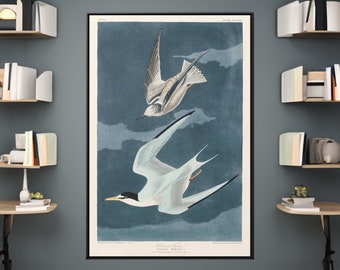 John James Audubon Lesser Tern tela/poster riproduzione artistica da parete, stampa Birds of America