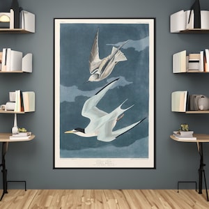 John James Audubon Lesser Tern Canvas/Poster Wall Art Reproduction, Birds of America Print