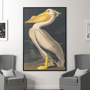 John James Audubon Pelican Canvas/Reproducción de arte de póster, Audubon Bird Print, Pelican Art on Canvas, Vintage Bird Art