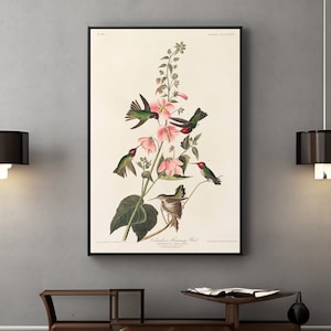 John James Audubon Hummingbird Canvas/Poster Wall Art Reproduction, Bird Print Framed