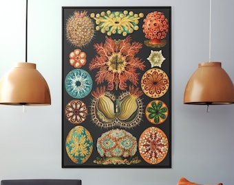 Haeckel Ascidiae Illustration: Vintage Ocean Life Canvas Art