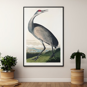 John James Audubon Hooping Crane Leinwand / Poster Wand Kunst Reproduktion, Birds of America Druck