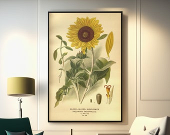 Impresión botánica vintage de girasol: Reproducción de lienzo/póster floral