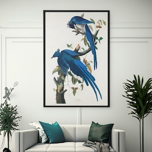 John James Audubon Columbia Jay Canvas/Poster Wall Art Reproduction, Vintage Blue Bird Print