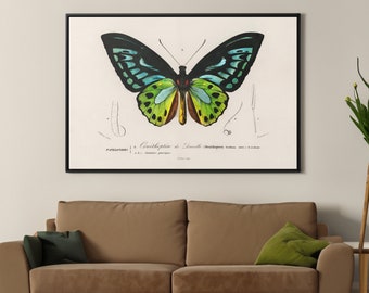 Green Butterfly by Charles Dessalines Leinwand/Poster Reproduktion