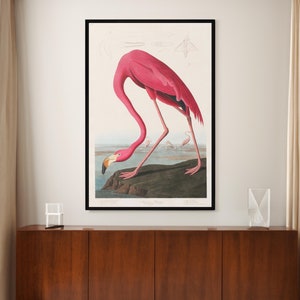 John James Audubon American Flamingo Canvas/Poster Wall Art Reproduction, Pink Vintage Bird Painting Print