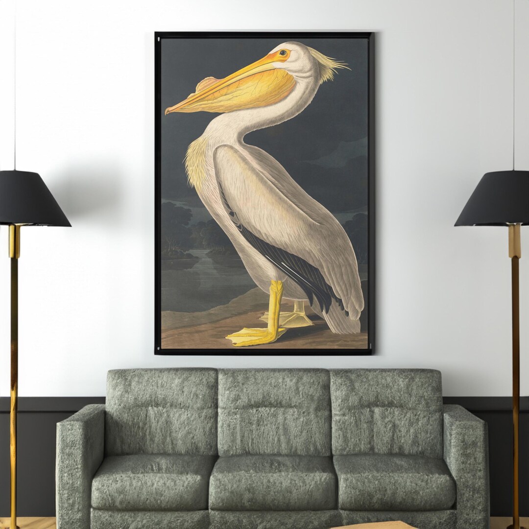 Audubon Pelican Print: Vintage Bird Art Reproduction - Etsy