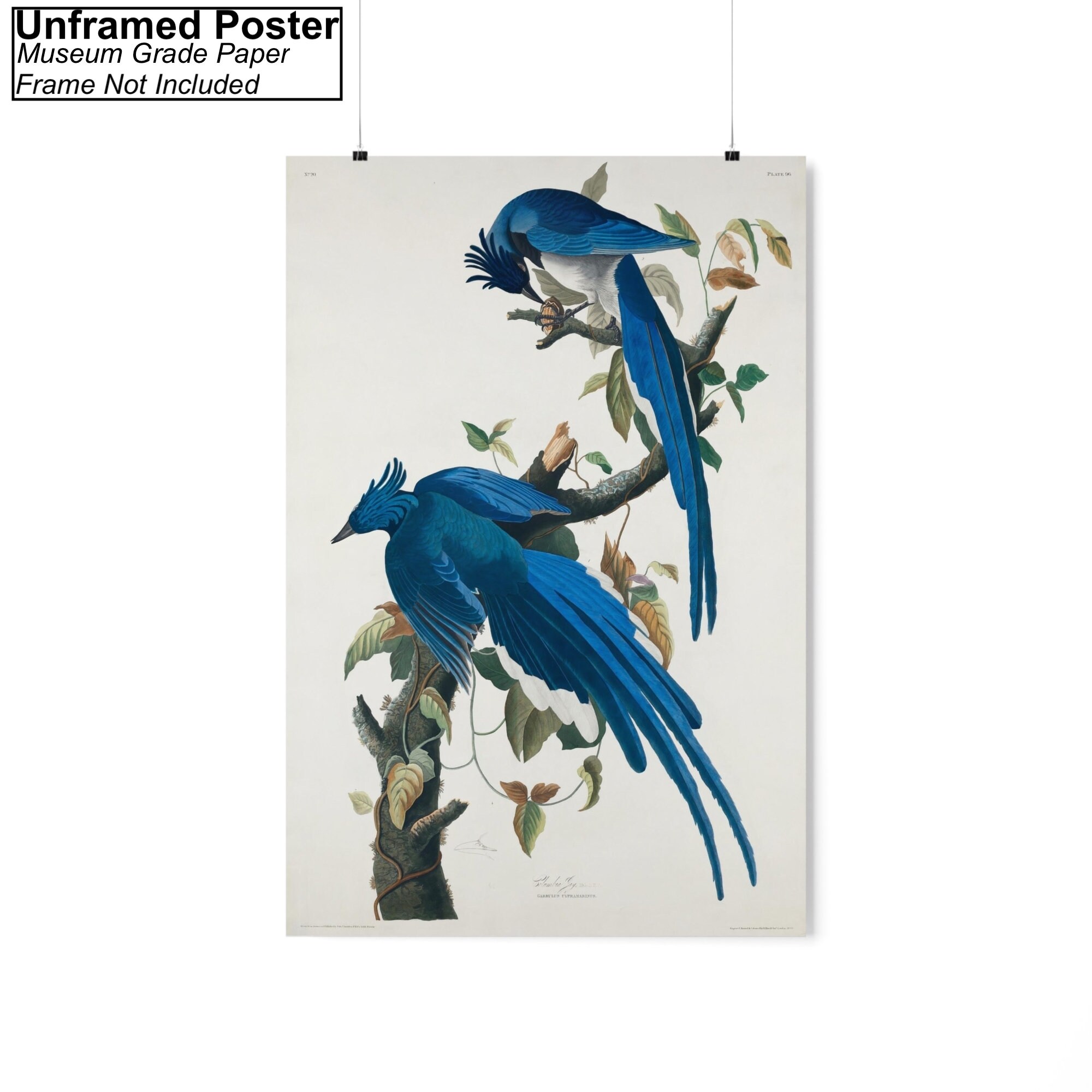 John James Audubon Columbia Jay Canvas/poster Wall Art