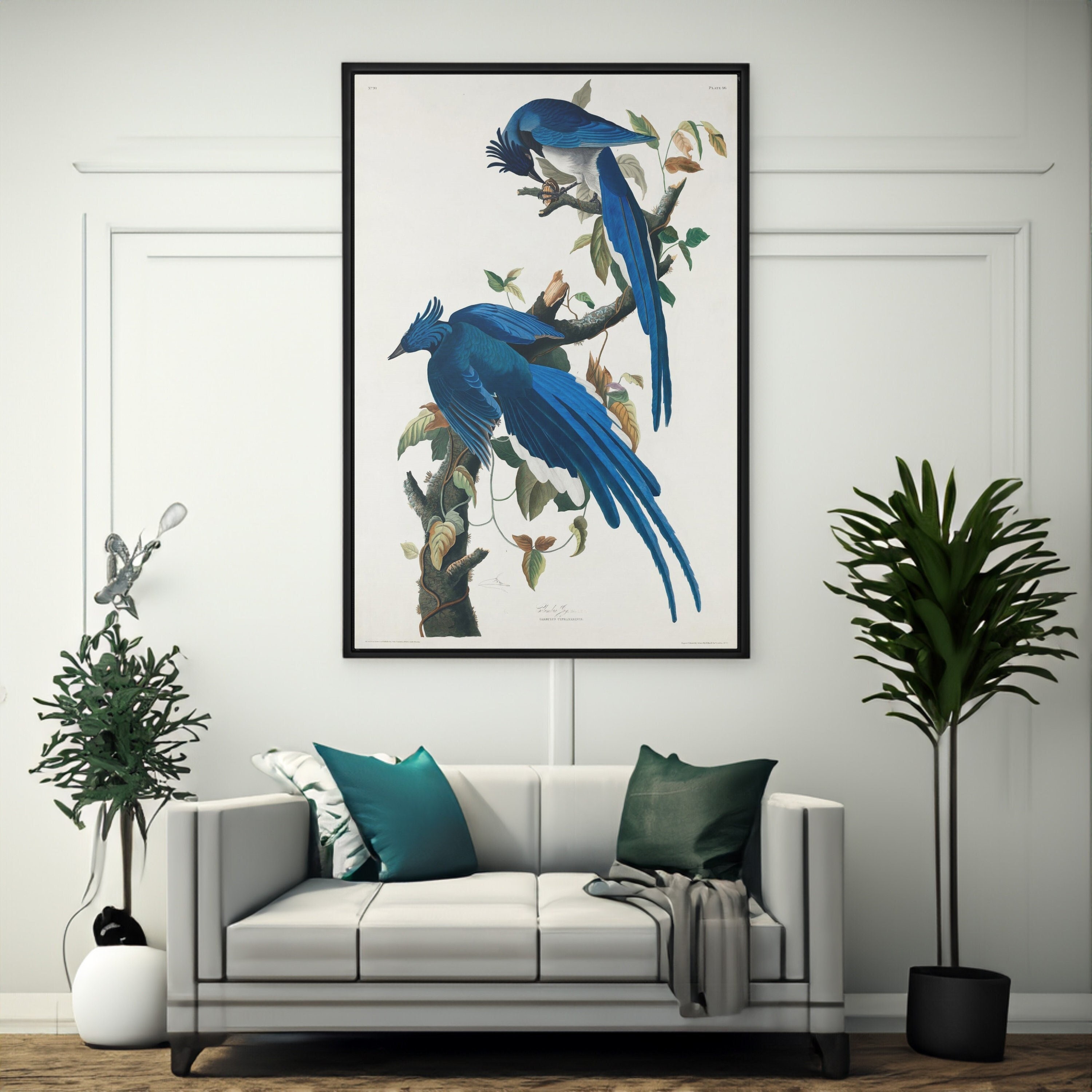 John James Audubon Columbia Jay Canvas/poster Wall Art