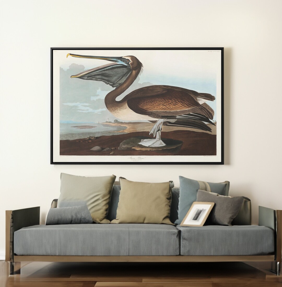 Brown Pelican by John James Audubon Canvas/poster Wall Art, Birds of ...