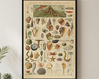 Adolphe Millot Mollusques Kunstdruck: Vintage Sea Life Science Poster