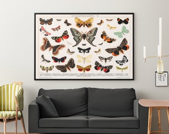 Antique Butterfly Lithograph Canvas/Poster Wall Art Reproduction, Vintage Print Framed