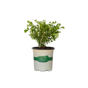 Babylon Beauty - Better Boxwood
