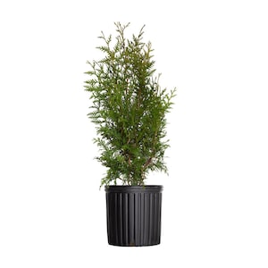 Green Giant Arborvitae Tree (Thuja) – Fast-Growing Evergreen for Privacy, Windbreaks, and Stunning Landscapes