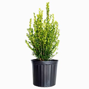 Wintergreen Boxwood