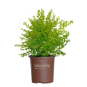 Sunshine Ligustrum Shrub – Vibrant Year-Round Color, Drought-Tolerant, and Easy to Care For Evergreen Shrub from Southern Living Plants