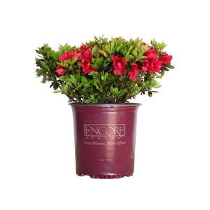 Autumn Fire Encore Azalea - Vibrant Red Blooms, Evergreen Shrub, Perfect for Fall Gardens, Low Maintenance Plant