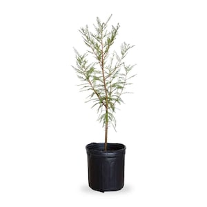 Bald Cypress Tree - Live Tree for Sale, Fast-Growing, Deciduous Conifer, Taxodium Distichum
