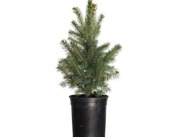 Baby Blue Colorado Spruce Tree - Live Evergreen Plant for Landscaping, Gardens, Picea Pungens Glauca - Perfect Gift for Gardeners