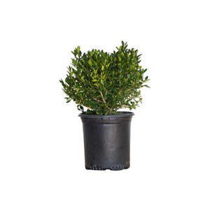 Green Velvet Boxwood