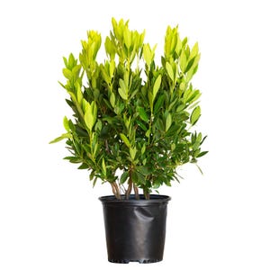2.5 Gallon Illicium Parviflorum Plant | Anise scented evergreen shrub