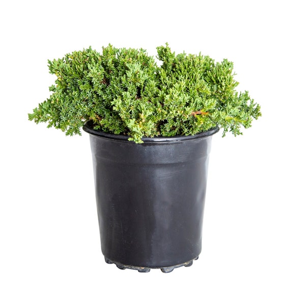 Blue Pacific Juniper Shrub - 1 Gallon Live Plant, Evergreen Ground Cover, Fast Growing, USDA Zones 6-9