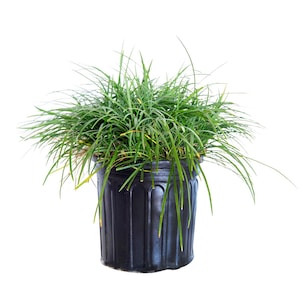 Mondo Grass