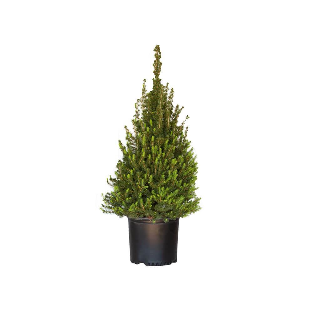 Dwarf Alberta Spruce Tree - Live Evergreen Plant for Landscaping, Perfect for Small Gardens, Patios, and Bonsai