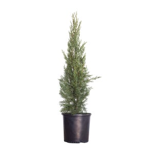 Italian Cypress