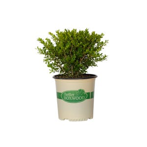 Skylight - Better Boxwood