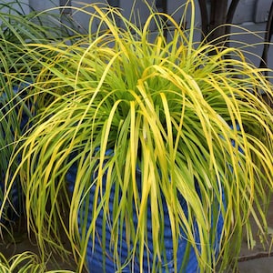 Carex EverColor &#39;Everillo&#39; - Bright Evergreen Ornamental Grass | Low Maintenance Garden Plant | Perfect for Borders & Containers