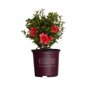 Autumn Princess Encore Azalea - Pink Flower, Perfect for Garden Landscaping, Hardy Evergreen Plant, Live Flowering Bush