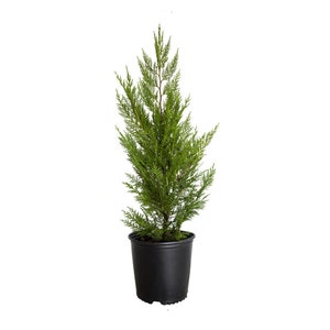 Leyland Cypress Tree