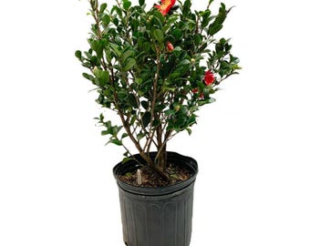 Yuletide Camellia