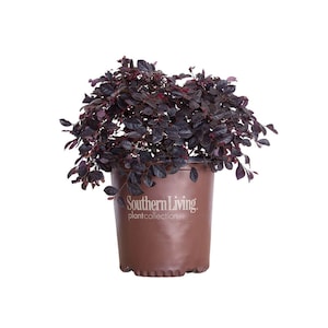 Purple Diamond Loropetalum Shrub: Striking Foliage & Pink Flowers