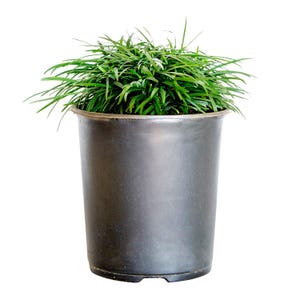 Dwarf Mondo Grass - Live Plant for Ground Cover Grass for Mass Planting and Borders | Low Maintenance, Evergreen Perennial Grass