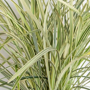 Aztec Grass – Elegant, Easy-Care Ornamental Grass for Lush Ground Cover
