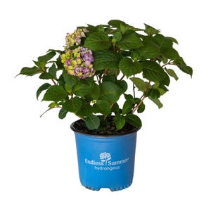 BloomStruck Hydrangea Plant - Bigleaf Hydrangea with Blue or Pink Flowers - Endless Summer Hydrangeas