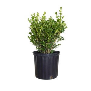 Japanese Boxwood