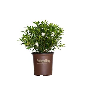 Fool Proof Gardenia