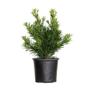 Pringles Dwarf Podocarpus Yew