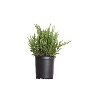 Parsoni Juniper: Blue-Green Foliage, Deer-Resistant Ground Cover