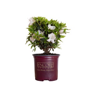 Autumn Lily Encore Azalea - White Flowering Shrub, Live Plant, Low Maintenance Shrub