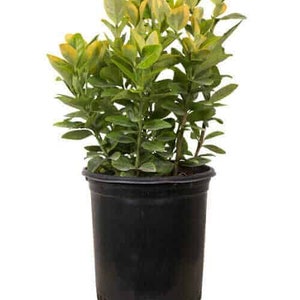 Golden Euonymus: Evergreen Shrub with Variegated Leaves