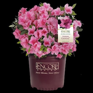 Autumn Carnival Encore Azalea - Resilient Reblooming Shrub for All Seasons with Pink Flowers