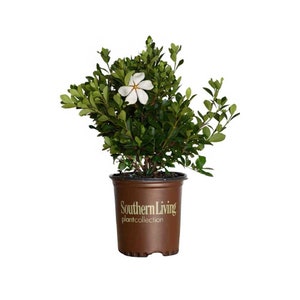 ScentAmazing Gardenia - White Flowering Gardenia Shrub