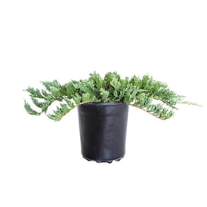 Blue Rug Juniper - Low Maintenance Evergreen Ground Cover Plant for Gardens & Landscapes | Drought-Tolerant, Fast-Growing, Hardy Shrub