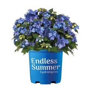 Pop Star Hydrangea Plant - Bigleaf Hydrangea with Blue or Pink Flowers - Endless Summer Hydrangeas