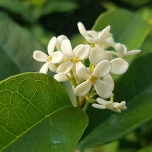 Sweet Olive Osmanthus (Fragrant Tea Olive)